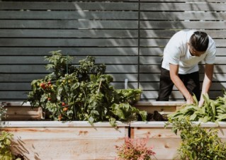 A professional chef is picking vegetables.